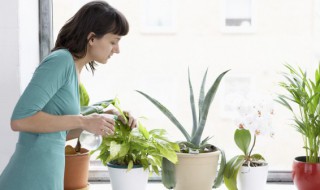 丽格海棠叶子红是晒的吗 丽格海棠晒伤