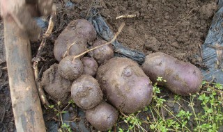 紫色皮紫色瓤的土豆叫啥名呀 紫皮土豆里面是什么颜色