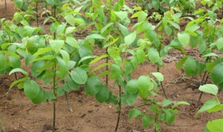 核桃树幼苗嫁接后怎样管理 核桃树嫁接后的管理