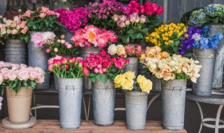 那种兰花四季开花呢（哪种兰花一年四季开花）