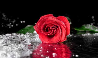 如何将玫瑰花晒成干花（如果把玫瑰花晒成花干）