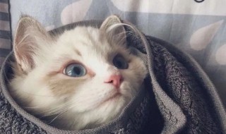 有创意的动物微信名 个性动物微信名