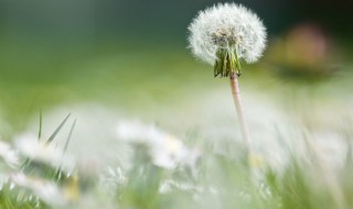 新鲜的蒲公英花怎样储存 新鲜蒲公英怎么保存 挖的鲜蒲公英怎么保存