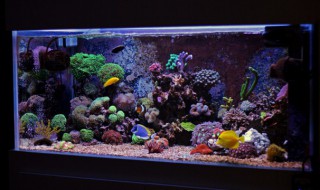 上滤加侧滤的鱼缸过滤效果怎么样 鱼缸侧滤好还是上滤好