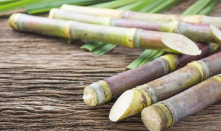 甘蔗可以放多长时间 甘蔗能放多长时间