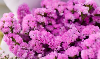 勿忘我鲜花如何变成干花 勿忘我怎么变成干花