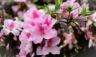 杜鹃花一年四季都开花吗(杜鹃花四季开吗?)