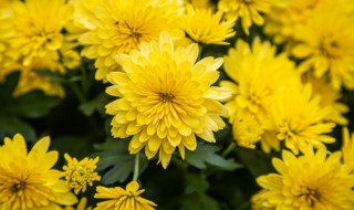 清明扫墓可以用什么花（清明扫墓可以用盆栽菊花吗）