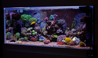 下滤鱼缸下水管声音大怎么办 底滤鱼缸下水声音大怎么解决方案