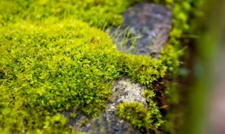 苔藓会开花吗 苔藓会开花吗在什么季节