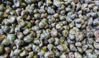 田螺壳烧成灰可以做肥料（螺蛳壳可以做肥料吗）