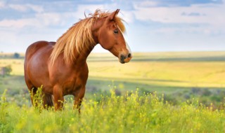 马的外貌特点描写（马的外貌特点描写满分）