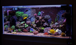 下滤鱼缸过滤如何清理（鱼缸过滤棉怎么清洗）