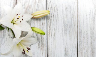 百合花开完花怎么处理 百合花开完花怎么处理修剪