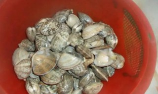 花甲放冰箱冷藏可以放多久（花甲放冰箱保鲜能放多久）