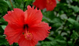 桑叶牡丹花怎么养 桑叶牡丹花好养吗