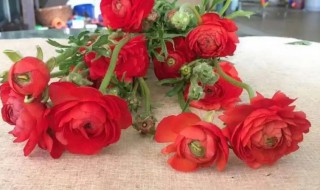 洋牡丹的养殖方法和注意事项（洋牡丹花的种植方法及养护）