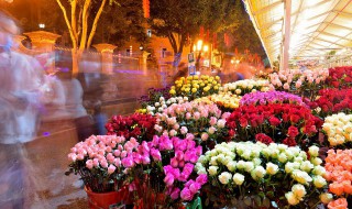 玫瑰花如何育苗(玫瑰花育苗技术)