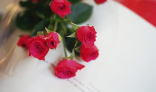 玫瑰花如何扦插呢（盆栽玫瑰怎么扦插）