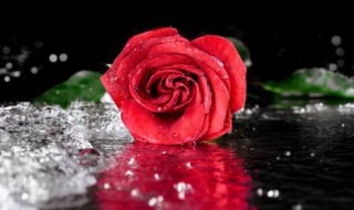 玫瑰花如何养殖 玫瑰花的家庭养殖方法