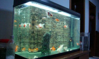 鱼缸里多长时间放一次杀菌水 鱼缸多久杀菌消毒一次