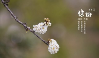 节气惊蛰怎么读 24节气惊蛰怎么读