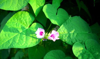 牵牛花叶子发黄怎么办（牵牛花叶子黄了是怎么回事）