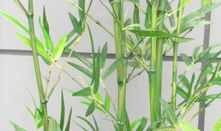 竹子的叶子黄了怎么办 竹子叶子变黄怎么办
