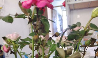 月季叶子干枯怎么回事 月季叶子发枯