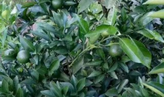 桔子树上可以嫁接哪些果树 桔子树上可以嫁接哪些果树?