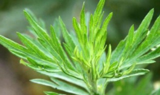 做青团的艾草是哪种 做青团的艾草是哪种野艾家艾