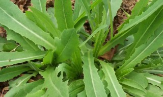 苦菜怎样去除苦味（菜苦味怎么去除）