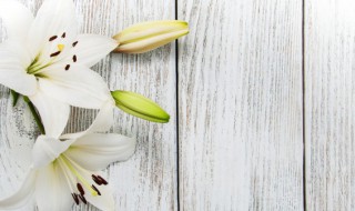 香水百合的养殖方法有哪些（香水百合怎么养殖方法）