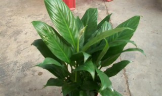 盆栽一帆风顺的养殖方法 一帆风顺盆栽怎么养殖方法