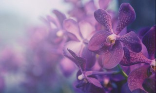 蝴蝶兰叶子烂了怎么办 蝴蝶兰叶子烂掉了