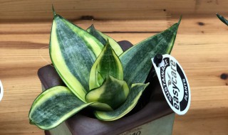 虎皮兰叶子烂了怎么办（虎皮兰叶子烂掉的原因和解决方法）