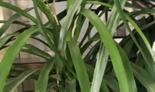 龙血树叶子开裂怎么办（龙血树叶子烂了怎么办）