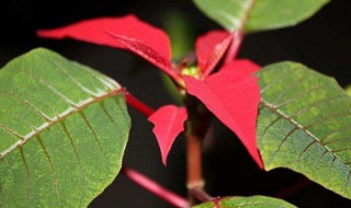 一品红叶子不红怎么办（一品红叶子黄了怎么办）