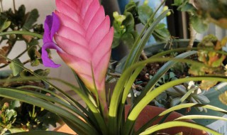 铁兰叶子干枯怎么办 铁兰花叶子干了怎么办