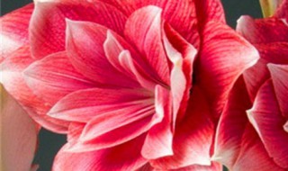 怎么让朱顶红叶子变短（怎样让朱顶红叶子变短）