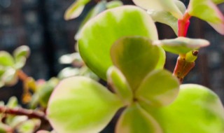 雅乐之舞叶子怎么变红 雅乐之舞叶子不红是怎么回事