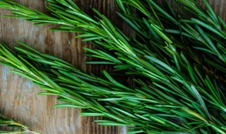 迷迭香的养殖方法有哪些（迷迭香怎么养殖方法）