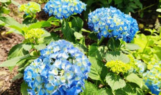 绣球的养殖方法及注意事项（绣球花的养殖技巧）