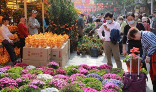 凤尾兰有什么养殖方法 凤尾兰的生长环境