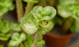 金钱木是怎样养殖的呢 如何养植金钱木