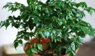 幸福树叶子干枯怎么办（幸福树部分叶子干枯怎么回事）