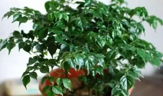 幸福树叶子干了怎么办 幸福树叶子干了怎么办?