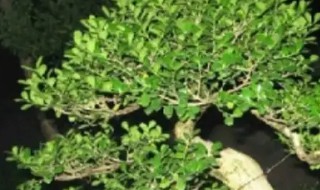 海桐有什么养殖方法 海桐适合室内养殖吗