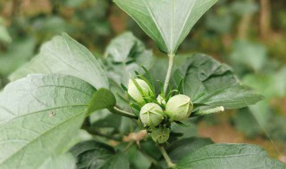 木槿叶子蔫了怎么办（小木槿叶子蔫了有救吗）