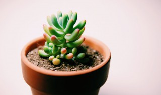 多肉植物秋天怎么浇水 秋冬季节多肉怎么浇水